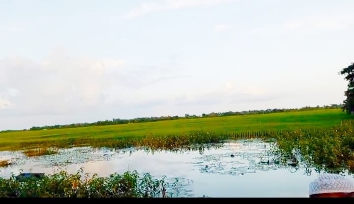 পাইকগাছার গাবতলা খাল দখল করে বেরিবাঁধ নির্মাণ: আমন ধানের বিপুল ক্ষতির আশঙ্কা