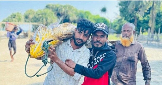 ৩৩ কেজি ওজনের সোনালী পোয়া মাছ ধরা পড়ল সেন্টমার্টিনে 