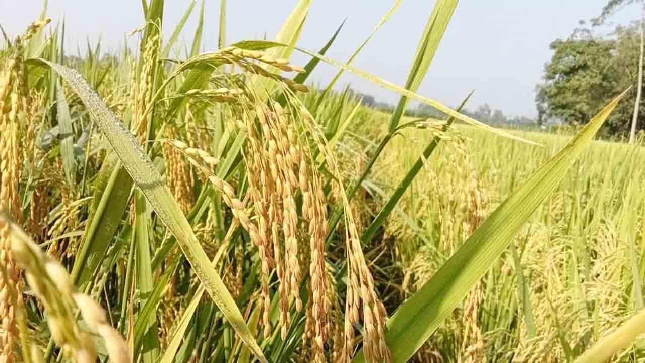 চট্টগ্রামের ১৫ উপজেলায় এবার আমনের চাষ এক লাখ ৭৯ হাজার ৮০৯ হেক্টর জমিতে